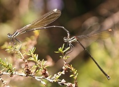 Allocnemis leucosticta