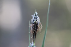 Carex buxbaumii