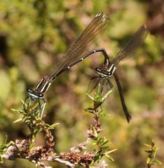 Allocnemis leucosticta