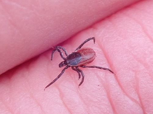 Western Black-legged Tick photo 6