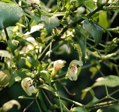 Justicia campylostemon