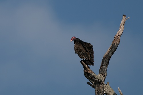 Turkey Vulture photographed in Maryland