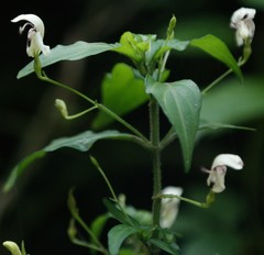 Justicia campylostemon