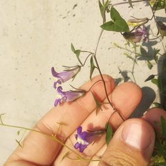 Maurandya antirrhiniflora