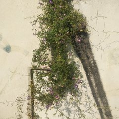 Maurandya antirrhiniflora