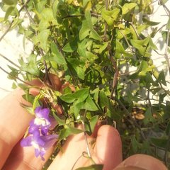 Maurandya antirrhiniflora