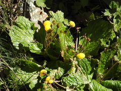 Calceolaria filicaulis luxurians