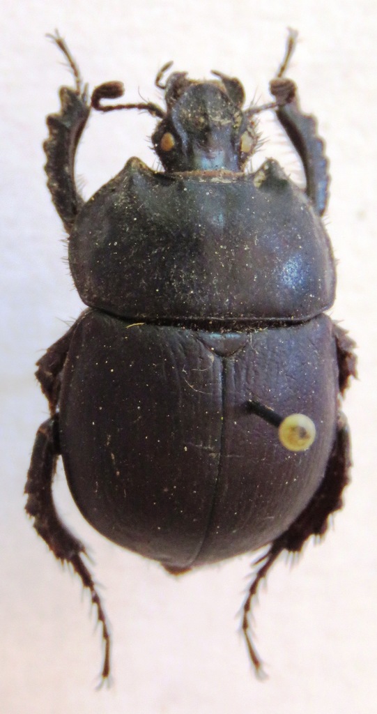 Chelotrupes matutinalis
