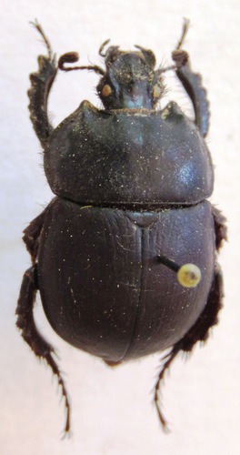 Chelotrupes matutinalis