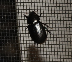 Dyscinetus morator