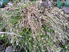 Isolepis cernua cernua