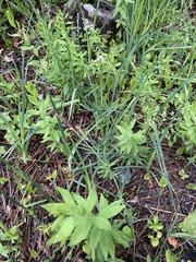 Carex polymorpha