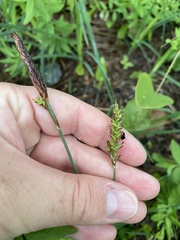 Carex polymorpha