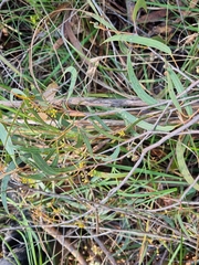 Eucalyptus radiata radiata