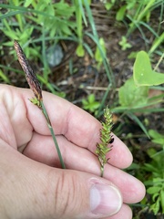 Carex polymorpha