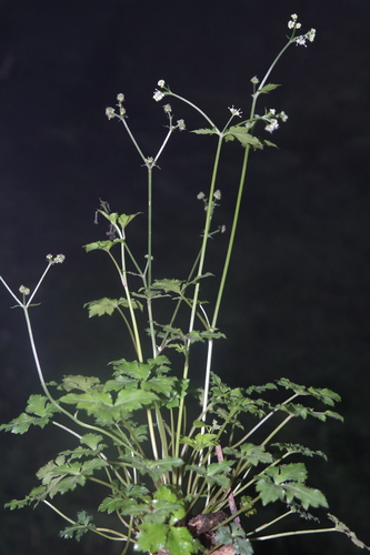 Sanicula elata