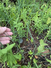 Carex polymorpha