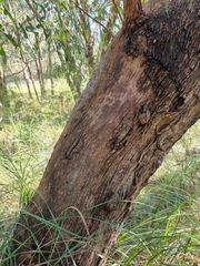 Eucalyptus radiata radiata