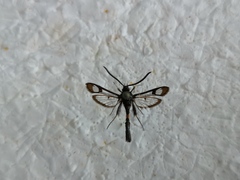 Synanthedon myopaeformis