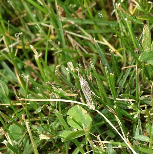 Eastern Grass-veneer photo 6