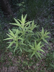 Veronicastrum virginicum