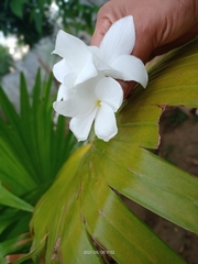 Plumeria obtusa