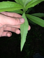 Veronicastrum virginicum