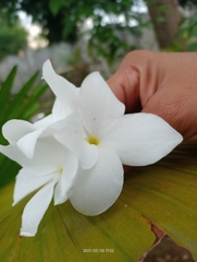 Plumeria obtusa