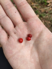 Adenanthera microsperma