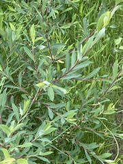 Salix pedicellaris