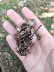 Adenanthera microsperma