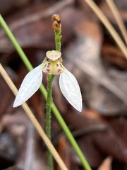 Eriochilus dilatatus multiflorus