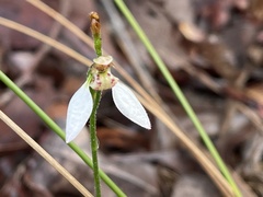 Eriochilus dilatatus multiflorus