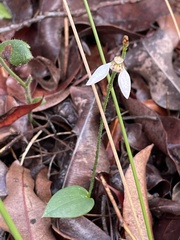 Eriochilus dilatatus multiflorus