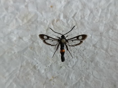 Synanthedon myopaeformis