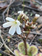 Drosera collina