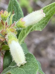 Vaccinium hirsutum