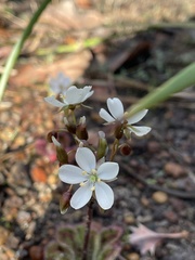 Drosera collina