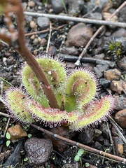 Drosera collina