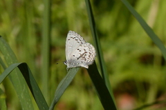 Celastrina echo sidara