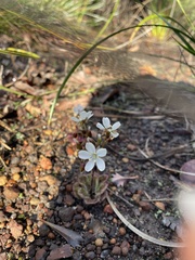 Drosera collina