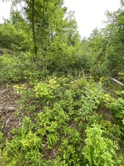 Vaccinium hirsutum