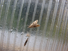 Glaucocharis interrupta