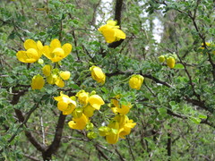 Senna wislizeni