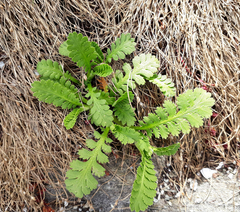 Leptinella potentillina