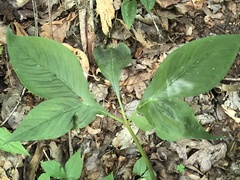Arisaema quinatum