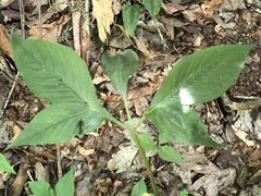 Arisaema quinatum