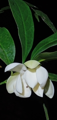 Magnolia coco