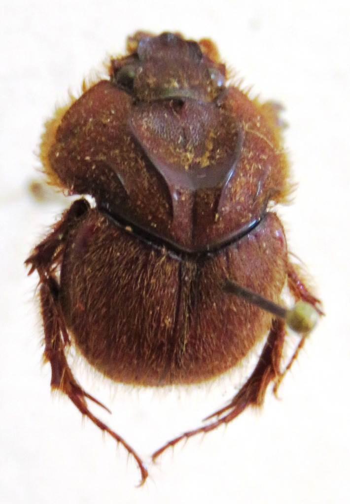 Neoathyreus lanuginosus