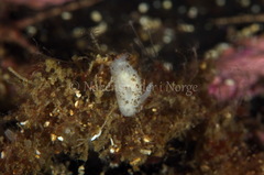 Atalodoris oblonga